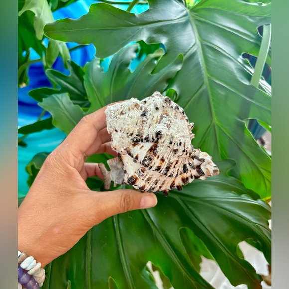 Fish Carving on SeaShell with Citrine - Picture 3 of 5